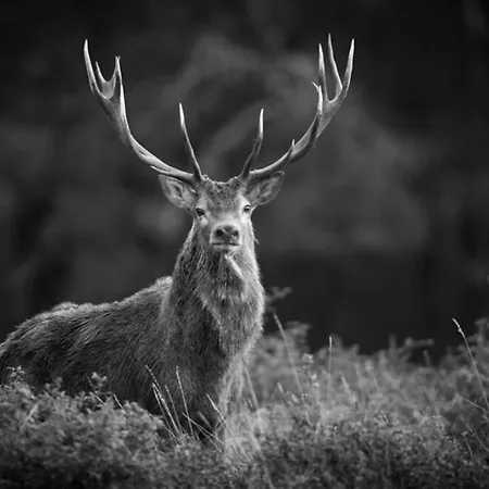 Le Grenier De Charlotte * Libin